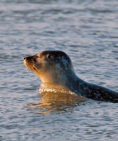 Balade guidée "A la rencontre des phoques"