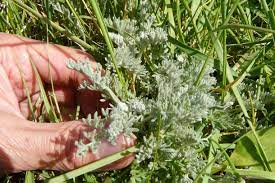 Cueillette et dégustation des plantes de la baie (+4ans)